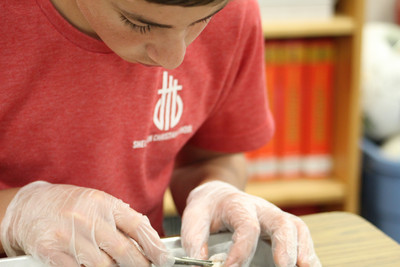 Dissecting Cow eye